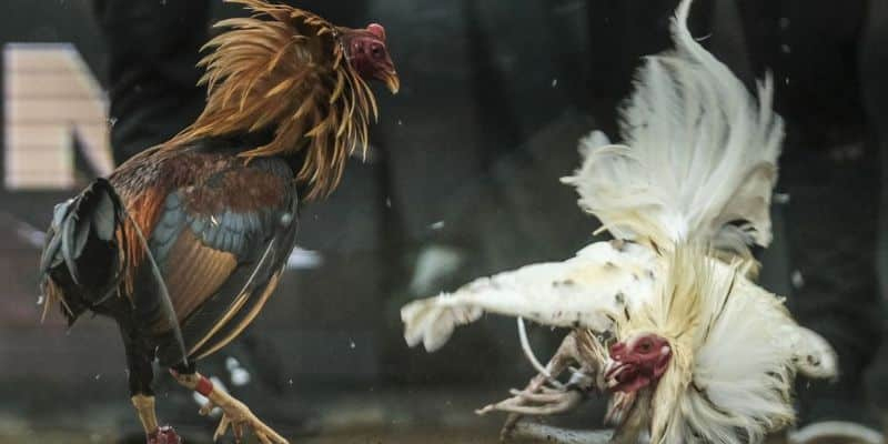 Đá gà cựa sắt và cựa dao là 2 hình thức đấu phổ biến nhất hiện nay