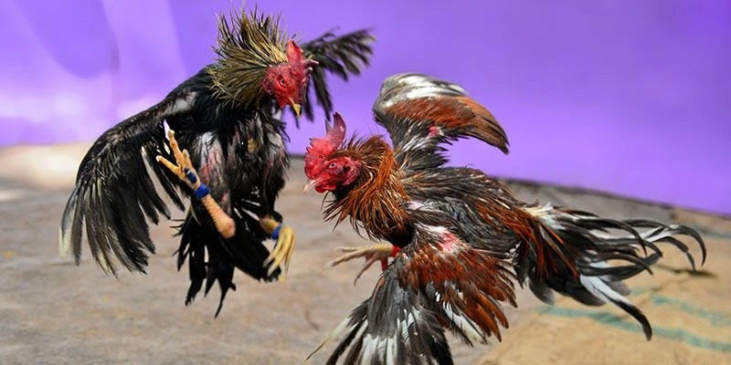 789BET đảm bảo sân chơi cá cược an toàn tuyệt đối